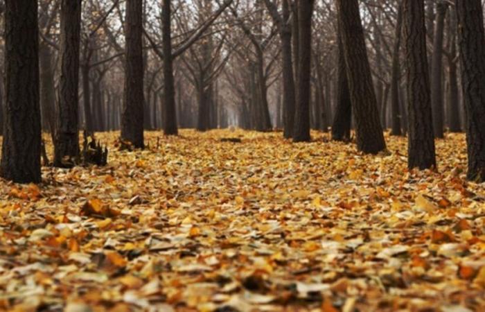 Bajada de temperaturas la próxima semana: cambio de atmósfera