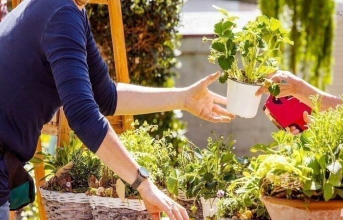 cientos de plantas a precios muy bajos vendidas este sábado