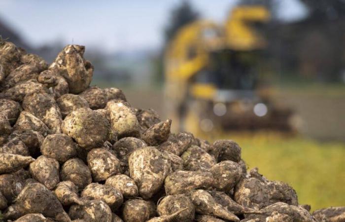 En plena transición, los productores de remolacha suizos esperan una cosecha mixta este año