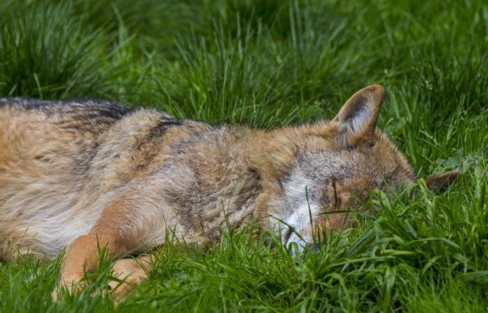 ¿Está muerto o herido? Un lobo no encontrado en Suiza cerca del Mont Tendre después de un tiroteo reglamentario