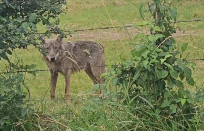 Franco Condado. Un quinto lobo asesinado en Doubs