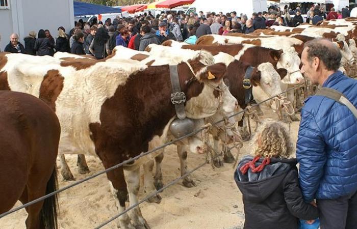 ¡Gran Feria de Saint-Martin en Seyssel, una de las más importantes de la zona!