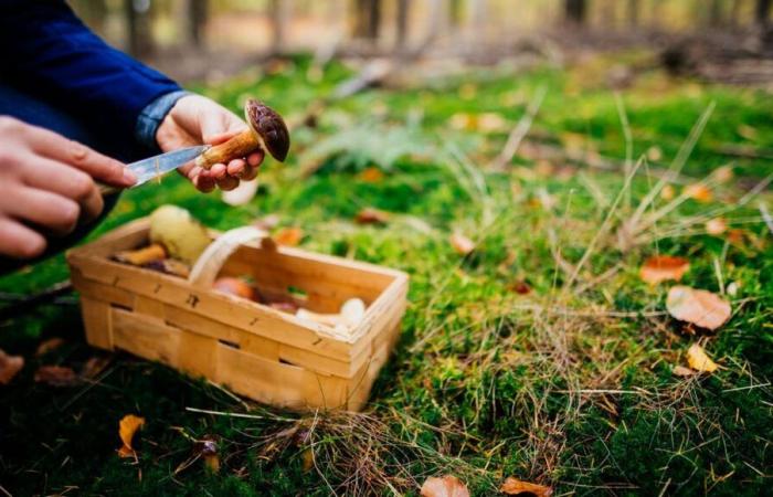 Hongos, ¡cuidado con el envenenamiento!