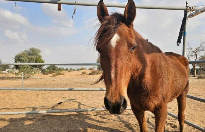 Isère. Caballo muere al ser atropellado por un auto