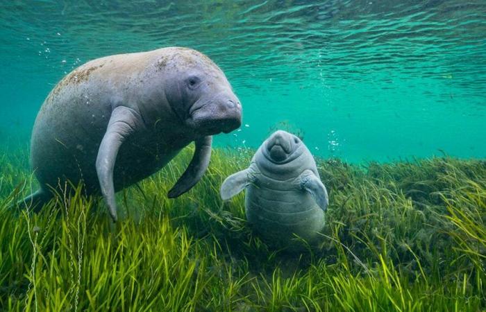 Las fotografías de animales más bellas expuestas en Basilea