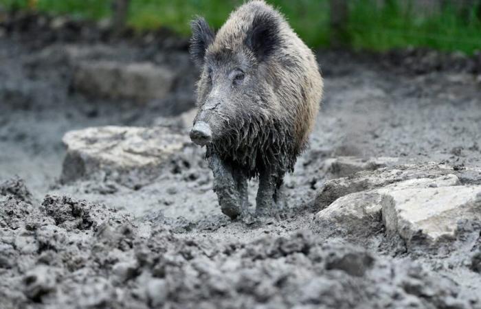 La cerda Cocotte confiada a un parque de animales después de haber vivido durante tres años en un establo insalubre.