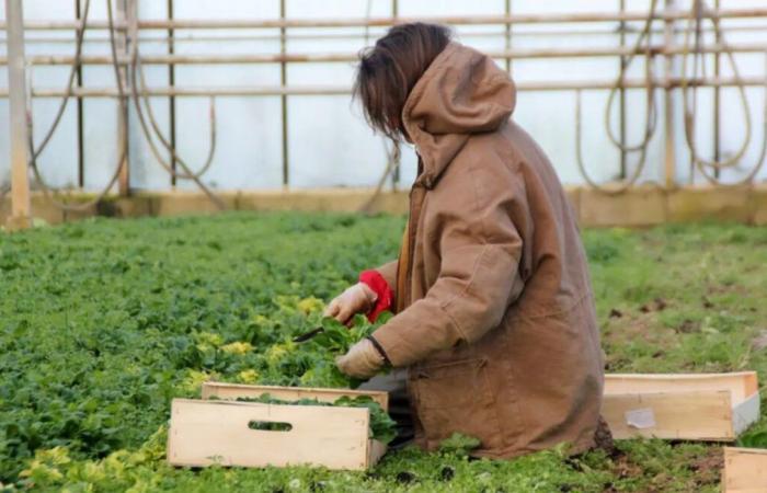 Un agricultor de Couserans seleccionado para la edición 2025 del calendario “Belles des Prés”