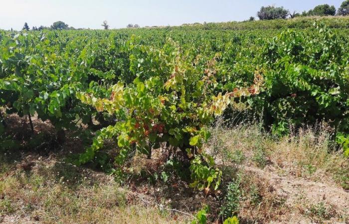 En Vaucluse, los viticultores temen la vuelta de los impuestos tras la reelección de Donald Trump