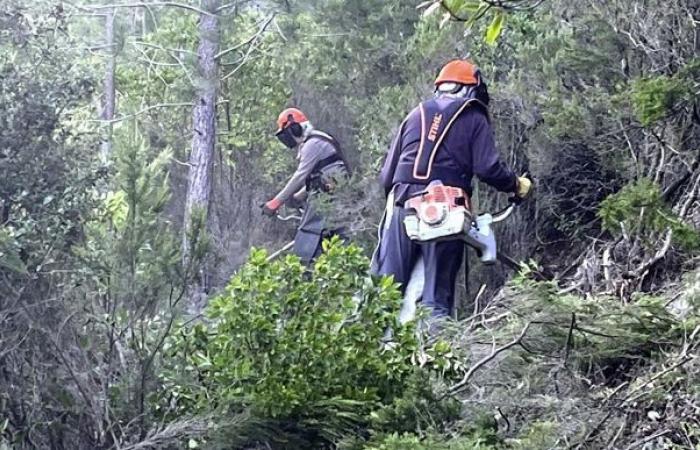 ¿Cuáles son las obligaciones de desmonte para la prevención de incendios forestales?