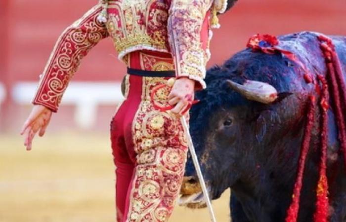 ¿Prohibirán pronto las corridas de toros para menores de 16 años, por el “riesgo de traumatismo” para los más jóvenes? El Senado responde “no”, por el momento, tras un examen ayer en la comisión de Derecho