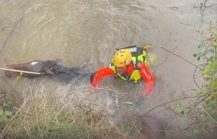 Los dos heridos y el caballo fueron sacados del agua.