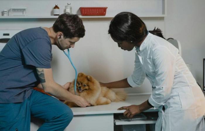 ¿Es peligrosa la esterilización para la salud del perro?