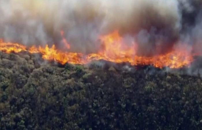 Los bosques de California son arrasados ​​por las llamas