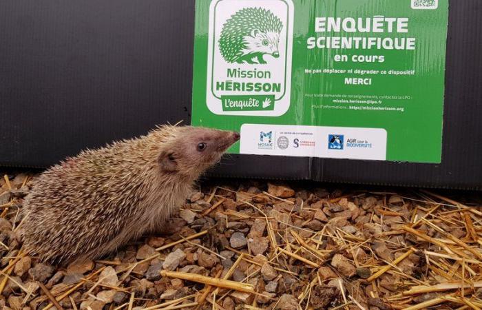 Lapenne. Misión de los erizos y encuentro en torno a las aves de Ariège