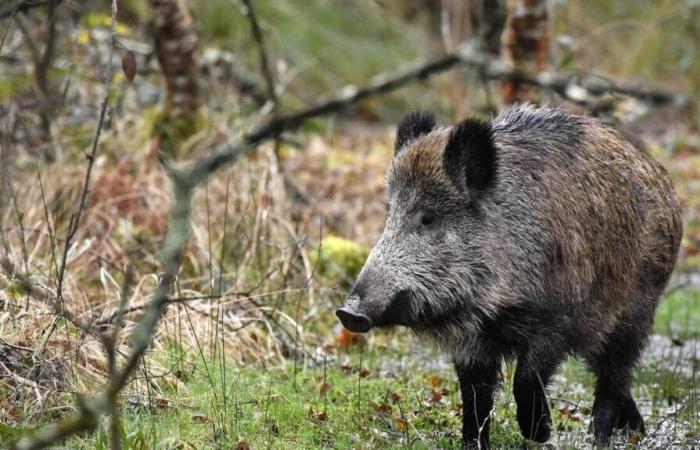 Para “complacer a los niños”, una pareja cría un jabalí durante un año: el animal es sacrificado