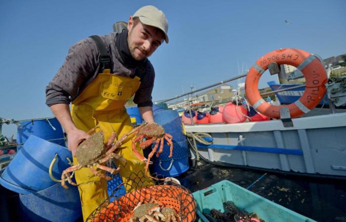 ¿Qué es Spider, un estudio para comprender la proliferación de arañas marinas en nuestras costas?