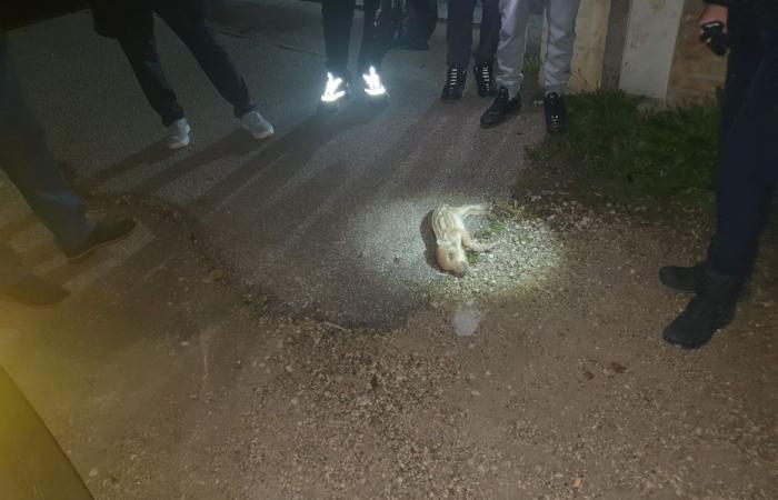 Identificados los dos hombres que abandonaron el cadáver del jabalí frente a esta mezquita de Côte-d’Or