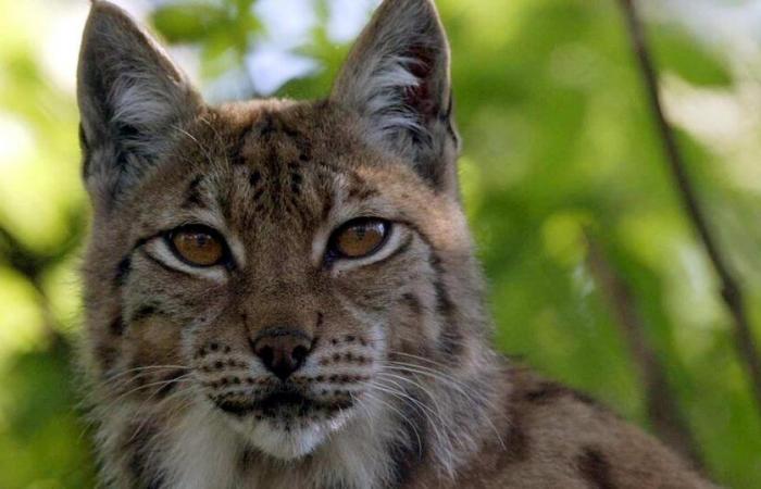 Hace 50 años, el lince boreal fue reintroducido en el Arco del Jura, en el corazón de Creux-du-Van (NE) – rts.ch