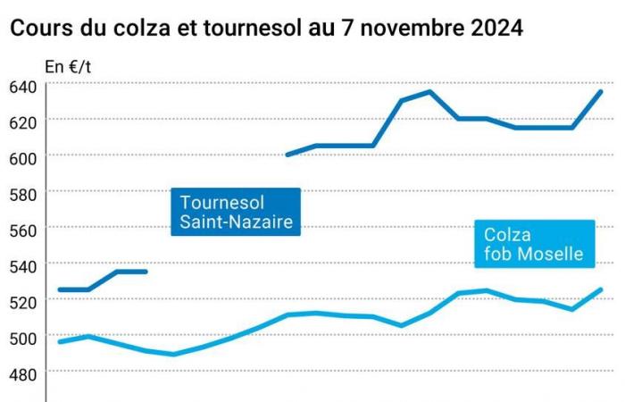 COTidienne | Semillas oleaginosas: pequeño aumento de los precios de la soja tras las elecciones presidenciales en Estados Unidos y fuerte aumento de los precios de la colza