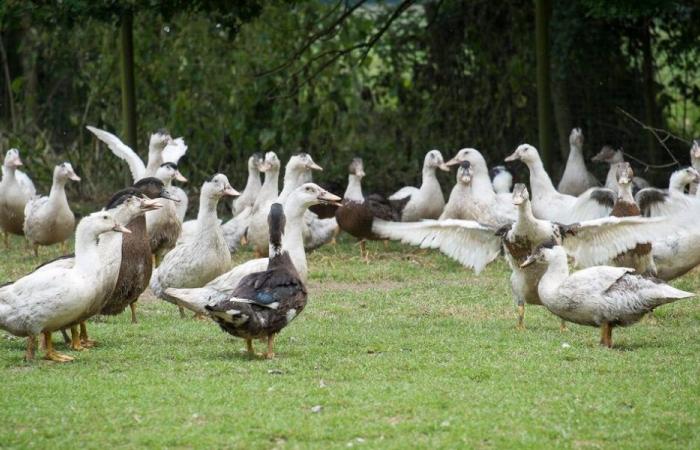 A pesar de la vacunación, primer brote declarado de gripe aviar en las Landas – Angers Info