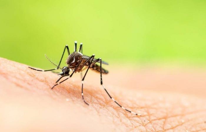 ¡Este método antimosquitos bastante radical descubierto por los científicos podría cambiarlo todo!