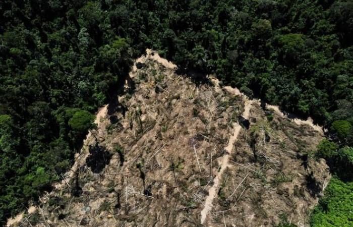 Deforestación en la Amazonía brasileña en su nivel más bajo en nueve años