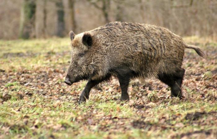 Un cazador de 52 años herido tras una carga de jabalí