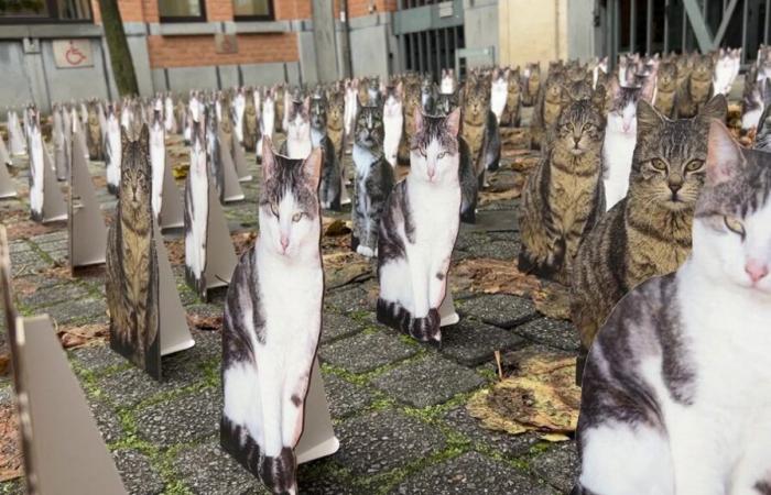 700 gatos invaden Élysette: Gaia denuncia la superpoblación felina