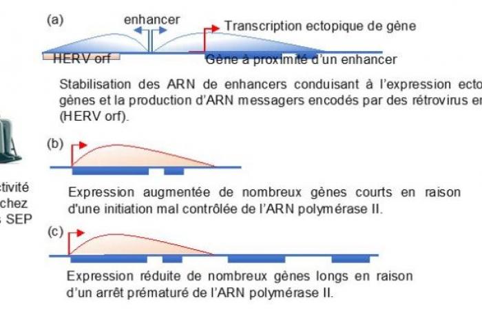 Se destaca un defecto en la lectura de genes ????