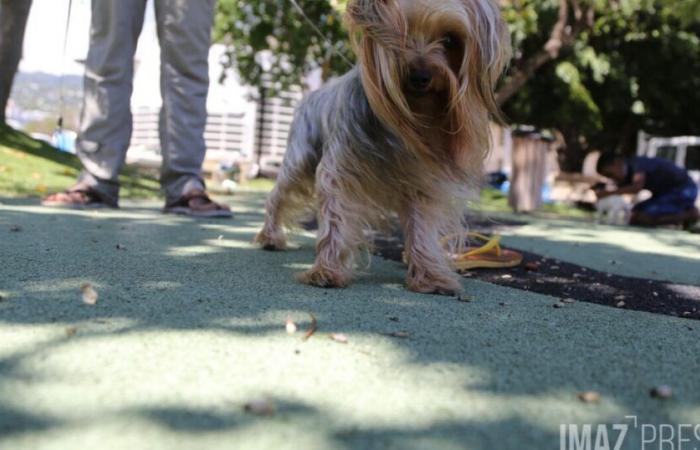 Estos perros y gatos que se convirtieron en reyes en Reunión