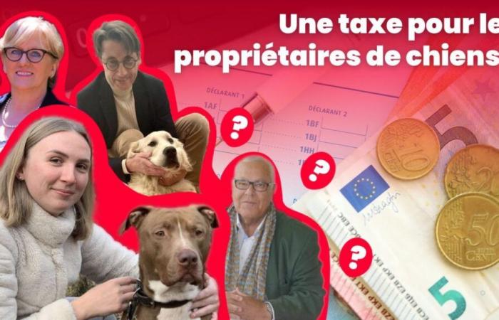 ¿Impuestos a los dueños de perros en 2025? En Oise, ¿qué opinas? “¡Será mejor que graven la estupidez!”