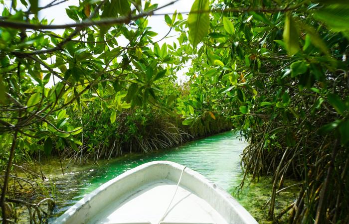 8 de los mejores cenotes cerca de Tulum