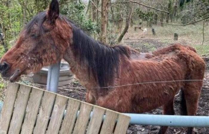 Juntos, detengamos el maltrato animal en Loira Atlántico. Sus voces somos nosotros.