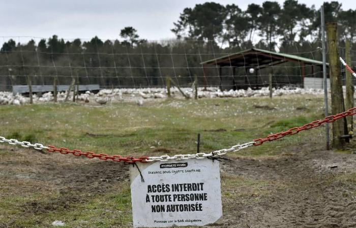 Gripe aviar: riesgo aumentado de “moderado” a “alto” en Francia