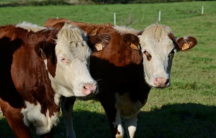 Finisterre. Productores de leche dados de baja de Lactalis en busca de un nuevo recolector