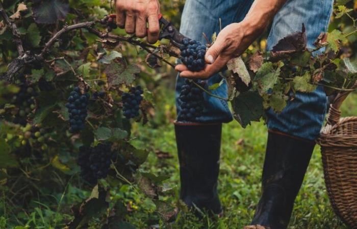 hacia una producción de vino históricamente baja, ¿cuál es el resultado para cada región?