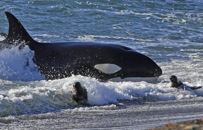 Los contaminantes perjudican la reproducción de las orcas