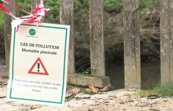 Cientos de peces muertos descubiertos en una masa de agua en Essonne