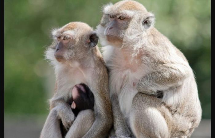 Carolina del Sur | Cuarenta y tres macacos se escapan de un laboratorio