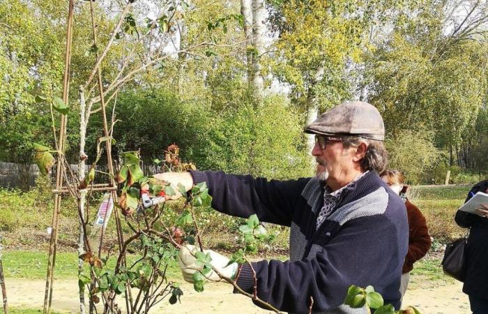 Maine y Loira. Cerca de 800 variedades de rosales a la venta y talleres de poda este fin de semana