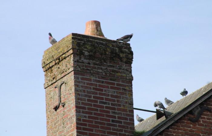 Esta ciudad de Sena Marítimo espera deshacerse de las palomas.