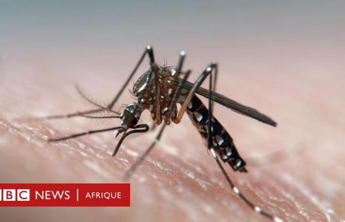 Lucha contra el dengue: los mosquitos sordos dejan de tener relaciones sexuales