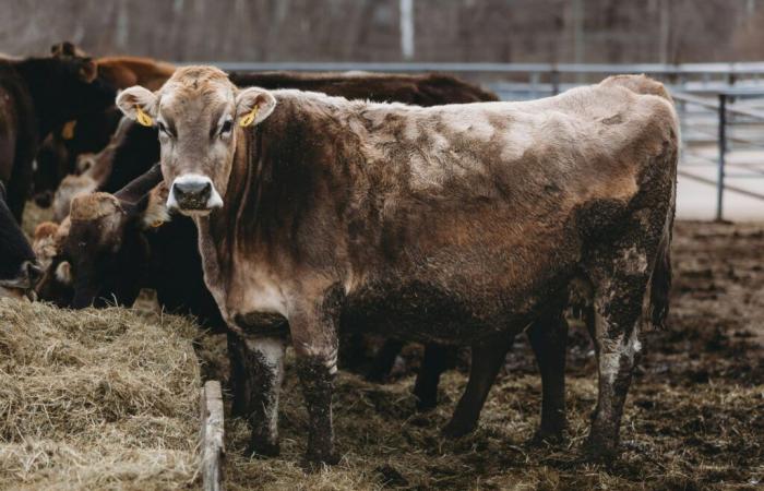 Las vacas y la gripe aviar: se está produciendo transmisión a los humanos