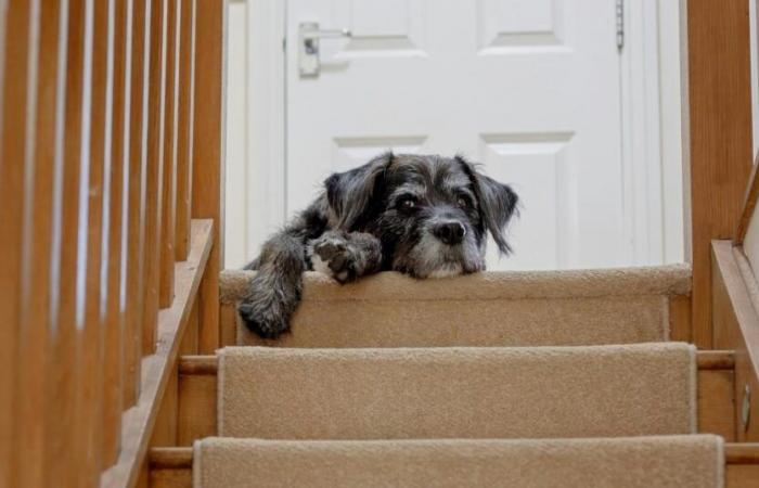 Esto es lo que piensa tu perro cuando lo dejas solo en casa