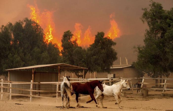 Gran incendio en California | Más de cien viviendas destruidas cerca de Los Ángeles