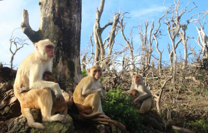 Unos cuarenta monos huyen tras escapar de un laboratorio