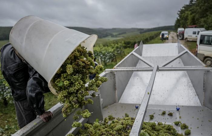 La climatología lastró la cosecha en Francia, cayendo un 23%