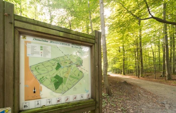 “Empujada violentamente y atacada varias veces”: el calvario de una joven al borde del bosque de Soignes