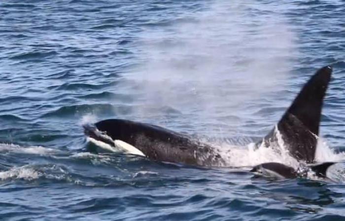 Los contaminantes perjudican la reproducción de las orcas en el Atlántico, según un estudio