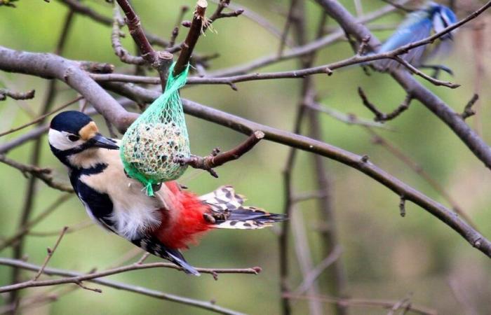 Alimentar a las aves engorda especialmente a los comerciantes